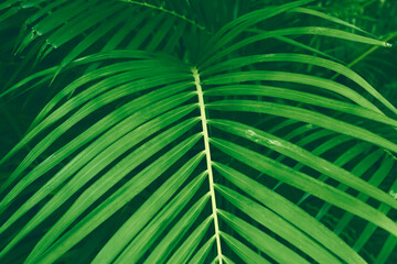 green palm leaves on nature background abstract