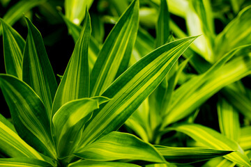 Tropical leaves, abstract dark green leaves texture, beautiful leaves background for wallpaper and backdrop