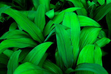 Tropical leaves, abstract dark green leaves texture, beautiful leaves background for wallpaper and backdrop