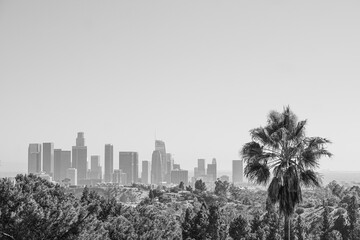 trees in the city