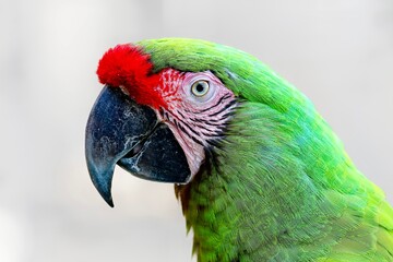 green and red headshot of a macaw parrot
