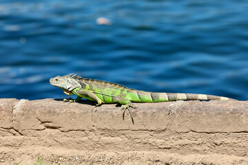 Iguana On Wall By The Water