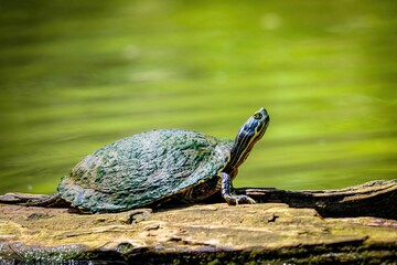 Turtle On A Log At Lake