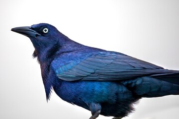 Great Tailed Mexican Grackle Bird