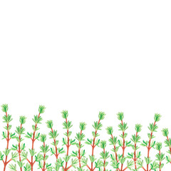 Thyme banner. Watercolor illustration. Isolated on a white background. For your design.