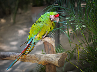 colorful portrait of full body macaw 