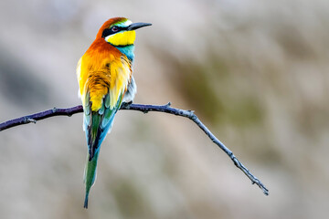 blue bee eater