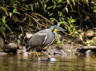 Bare-throated tiger heron Tigrisoma mexicanum adult