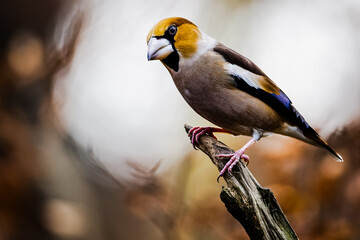 Closeup shot of a male hawfinch sitting on a branch with a blurry background