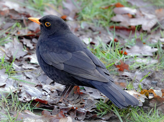Selective focus shot of a small blackbird on a green grass