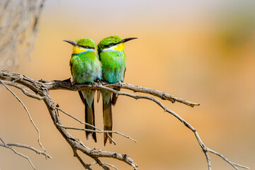 Closeup shot of two bee-eaters perched on a tree branch