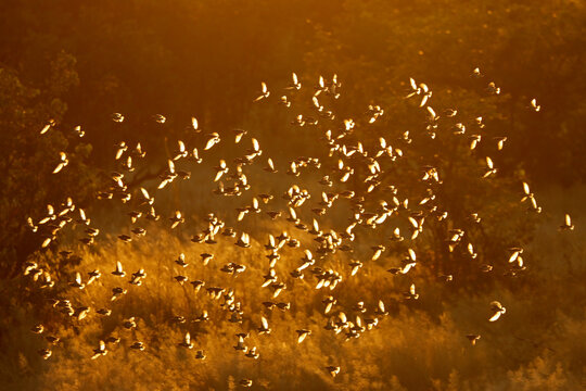Flock of red-billed queleas (Quelea quelea) flying at sunset, Etosha National Park, Namibia.