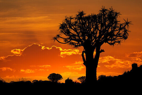 Silhouette of a quiver tree (Aloe dichotoma) at sunset, Namibia.