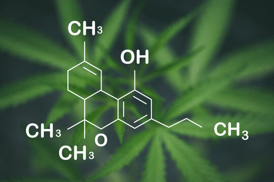 THCV molecular formula. Tetrahydrocannabivarin molecule structure on white background.
