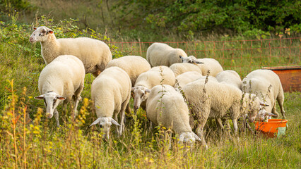 Eine Schafsherde beim Grasen in einem Naturschutzgebiet!