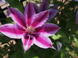 クレマチス「ドクター・ラッペル」の花