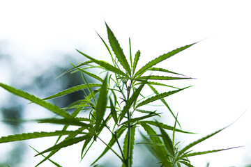 bush marijuana on blurred background.