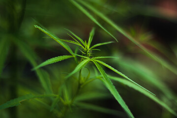 bush marijuana on blurred background.