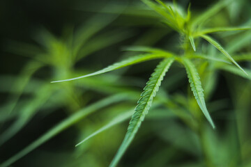 Fototapeta na wymiar bush marijuana on blurred background.