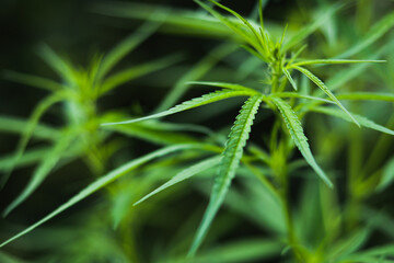 bush marijuana on blurred background.