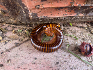 the behavior of millipede.