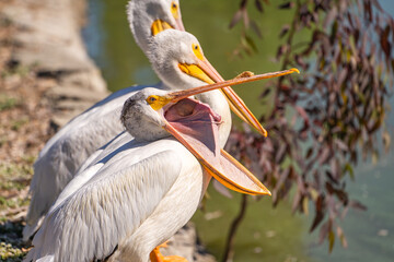 Close-up of a white american pelican yawning.