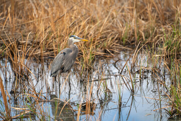 Great blue heron (Ardea cinerea) stands in a swamp.