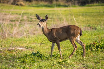 Naklejka na ściany i meble California Mule Deer (Odocoileus hemionus californicus) stands on a meadow and eats grass.