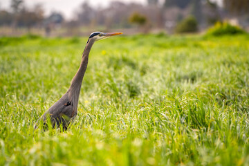 Great blue heron standing in green grass. 