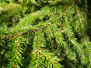 Picea spruce, a genus of coniferous evergreen trees in the pine family Pinaceae. Coniferous forest...