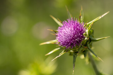 Close-up of Milk thistle (Silybum marianum)