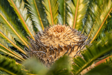 Naklejka na ściany i meble Sago Palm (Cycas revoluta) with female flower cone, close-up.