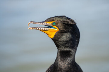 Close-up of a Double-crested cormorant (Phalacrocorax Auritus)