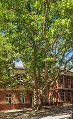 Old park in Chkalov sanatorium in Odessa, Ukraine