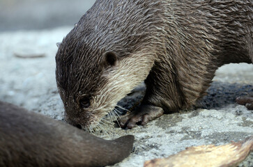 カワウソ
