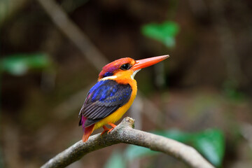 colorful and bright feathers bird perching on tree branch in front of dirt cliff during tire hole nest digging, oriental dwarf kingfisher (