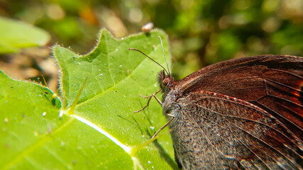 butterfly on leaf