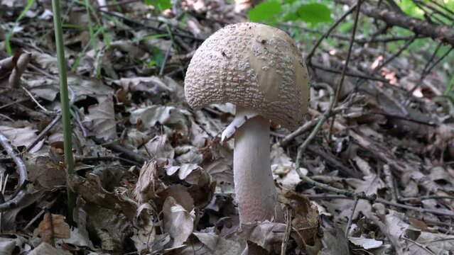 Parasol Mushroom in natural ambient (Macrolepiota procera) - (4K)