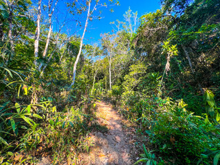 Hiking Path Through Rainforest 