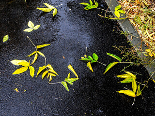 bright yellow autumn leaves on wet asphalt