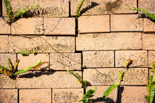 Stacked Bricks With Ferns