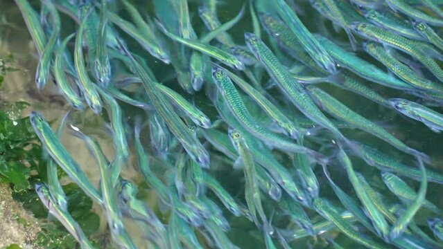 水族館とは違う 自然の中で泳ぐカタクチイワシの美しさと鮮やかな色