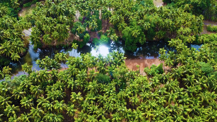 Birds eye view of Palm trees around the stream