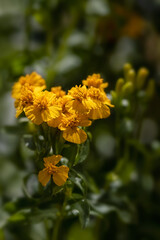 Closeup of flowers of Mexican Tarragon (Tagetes lucida) in a berb garden in summer 
