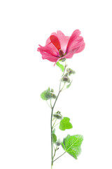 I'll give you a  rose mallow