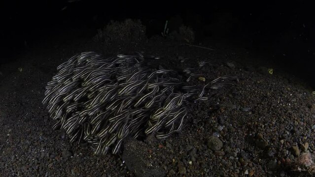 Striped Catfish - Plotosus lineatus swim along the seabed and looking for food. Underwater night life of Tulamben, Bali, Indonesia.