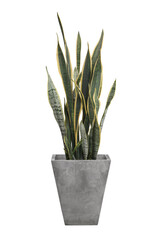 Sansevieria trifasciata or Snake plant in gray pot