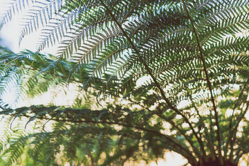 Dicksonia antarctica soft tree fern or man fern plant shot from underneath its fronds