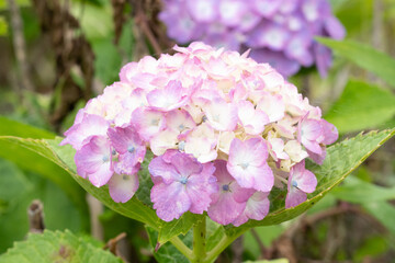 紫陽花(梅雨の時期の花)