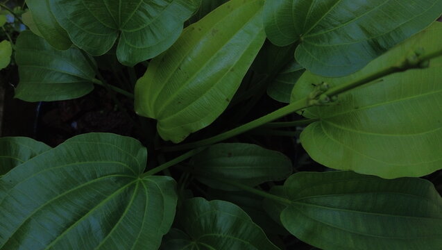 Echinodorus cordifolius, the spade-leaf sword or creeping burhead aquatic plants